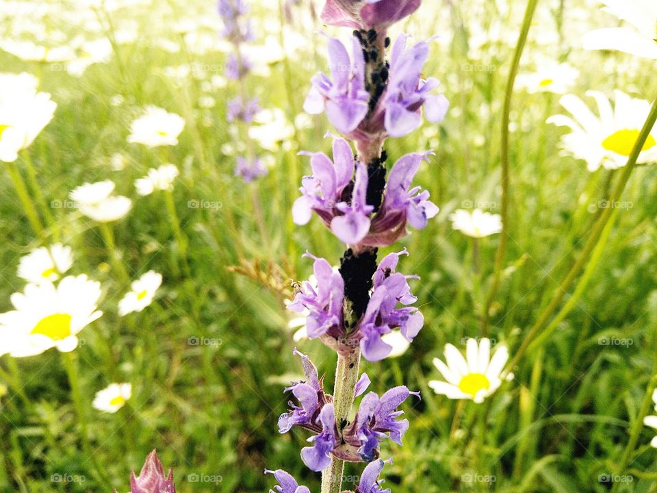 wild flowers sage