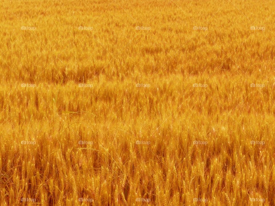 Wheat field