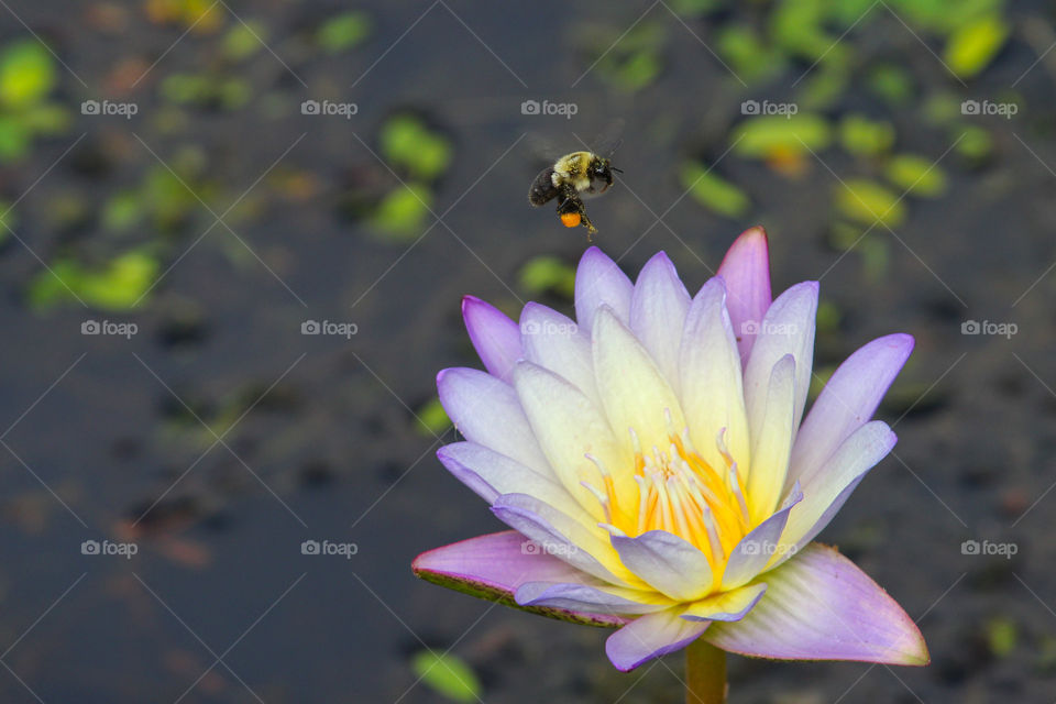 Bee with pollen filled sac flying above water lily