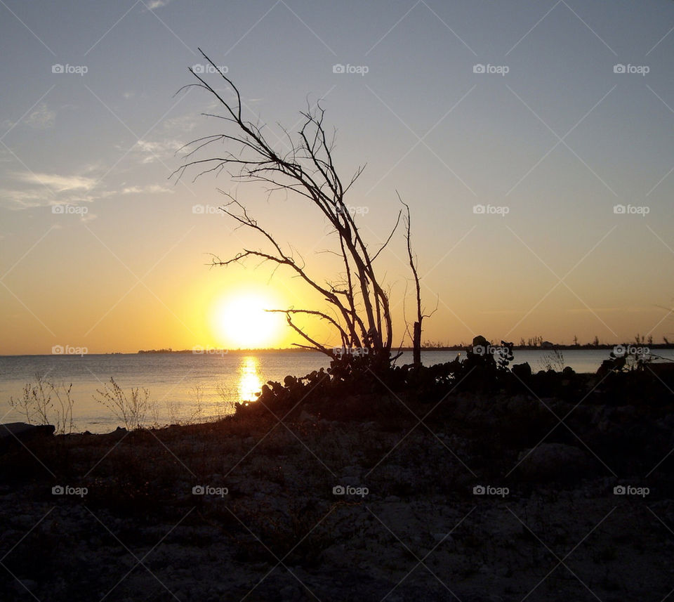 tree sunset shoreline sea by markworld