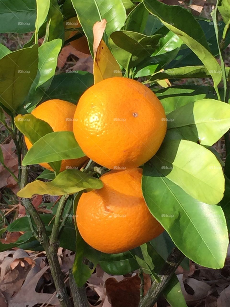 Fall Satsumas