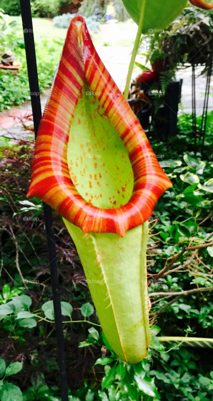 My fabulous nepenthes pitcher plant