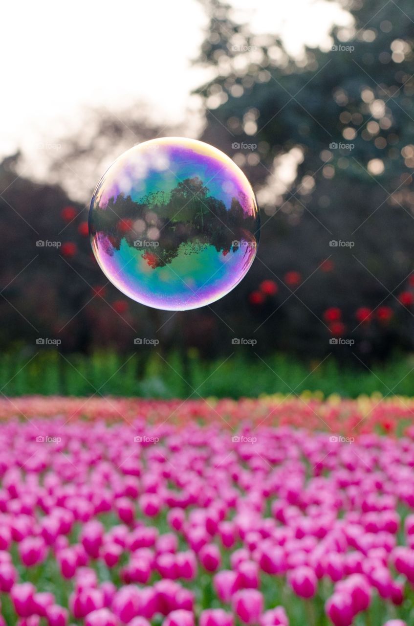 Bubbles