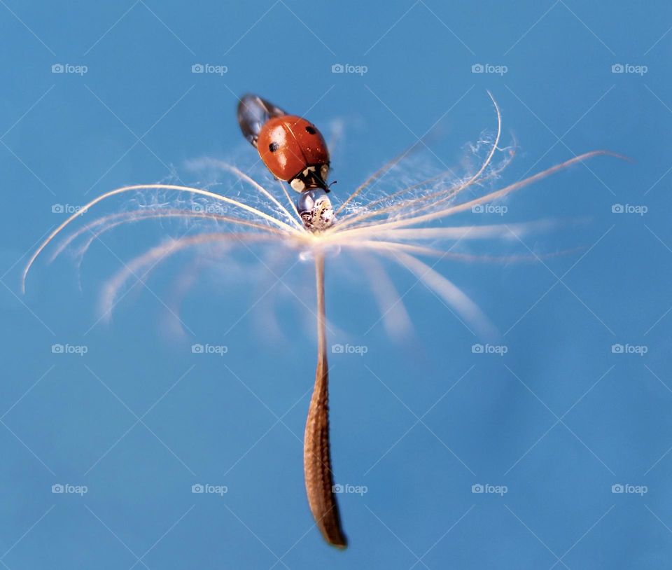 ladybug drinking from a drop on a dandelion