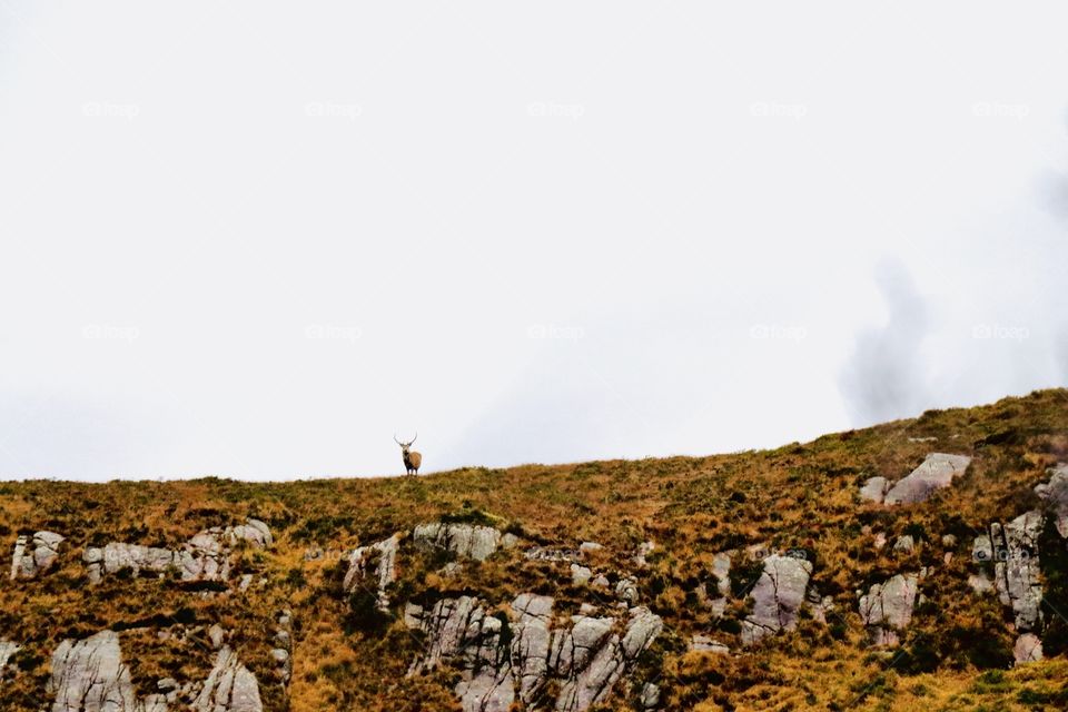 Stag on a hill in the Scottish highlands