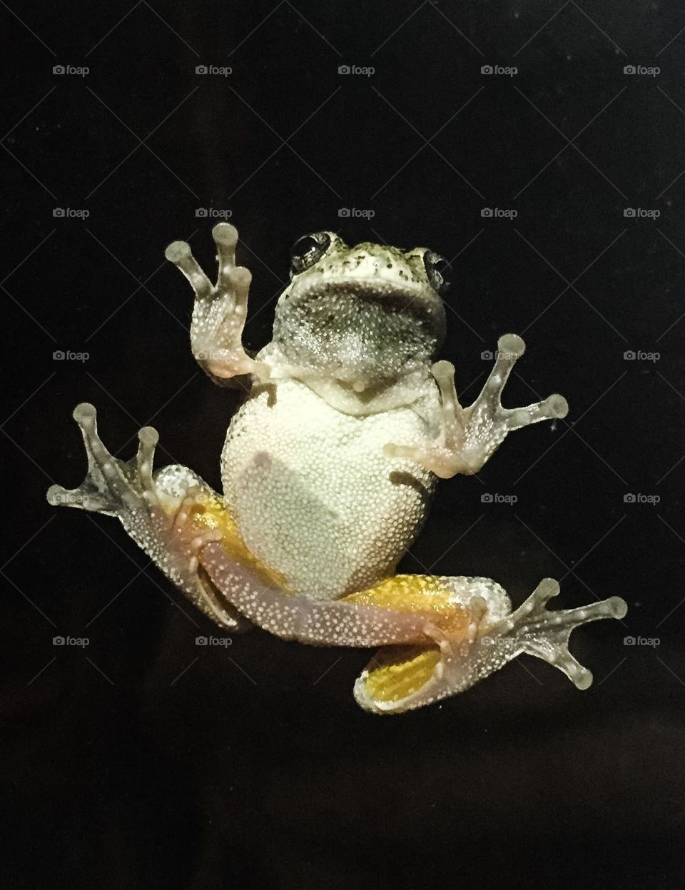 Frog from under side with black background. At night with light.