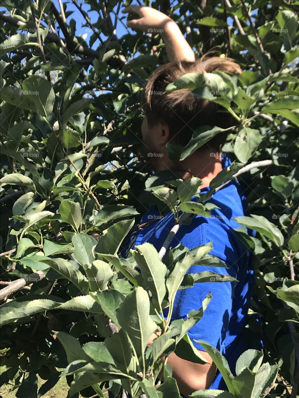 Man apple picking in orchard hidden by leaves