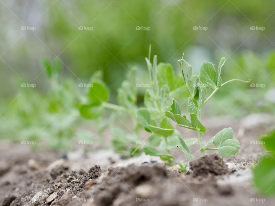 Pea shoot sprouts growing organic garden