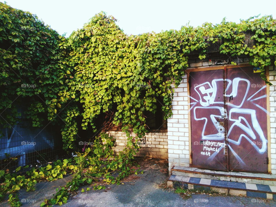 old building braided with vineyard