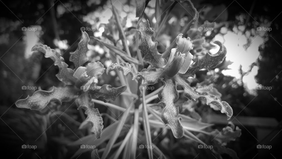 orchid grayscale