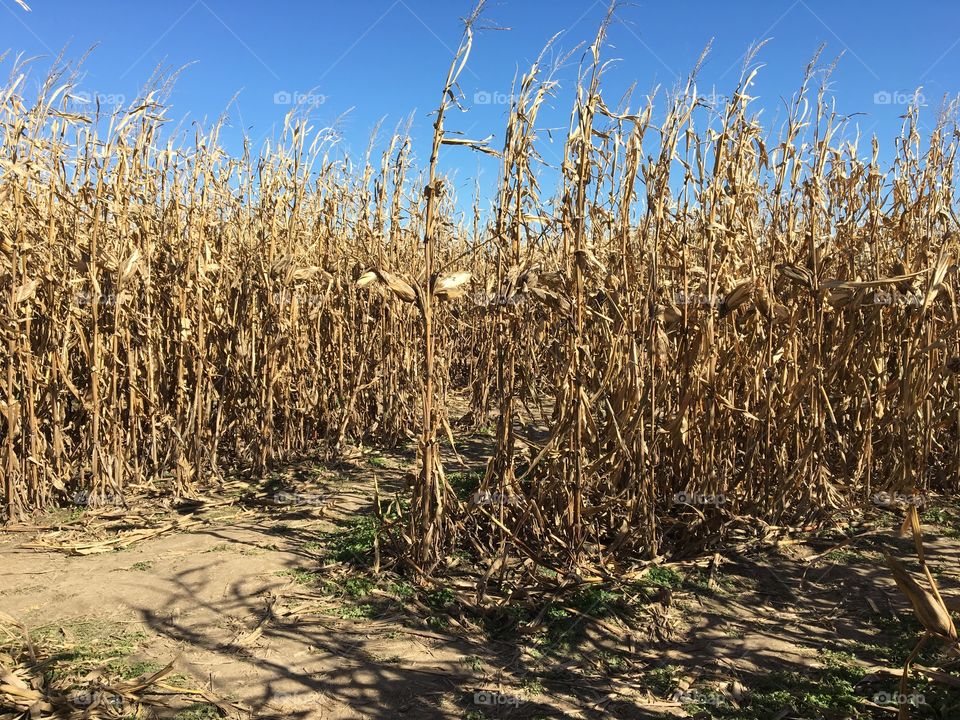 Corn Maze