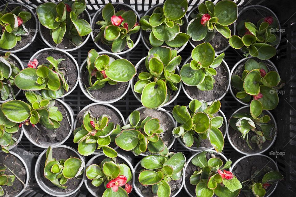 Boxes with seedlings of flowers,  planting flowers . Top view