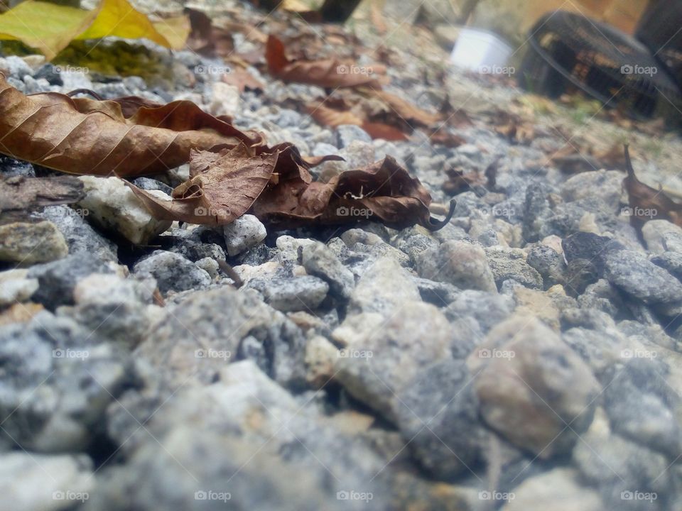 stones and leaves