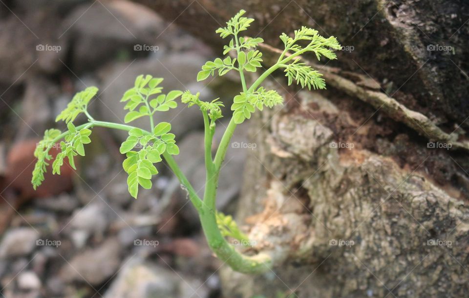 Young shoots, even though the tree has been cut down and some of the trunk is burnt, the tree still has the desire to live by growing new shoots. This is a useful lesson for us, to always try even though the chances of success are very small.