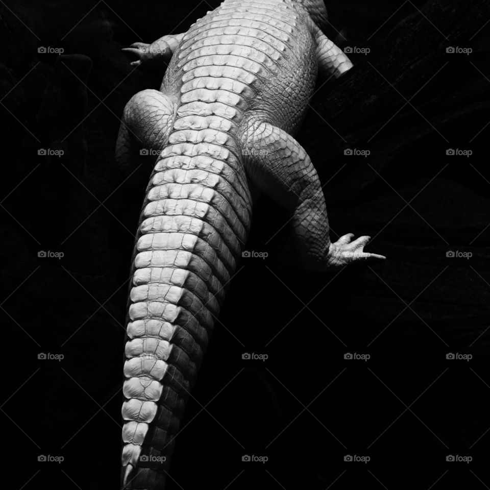 Alligator in black and white submerged in water in the wild at the zoo