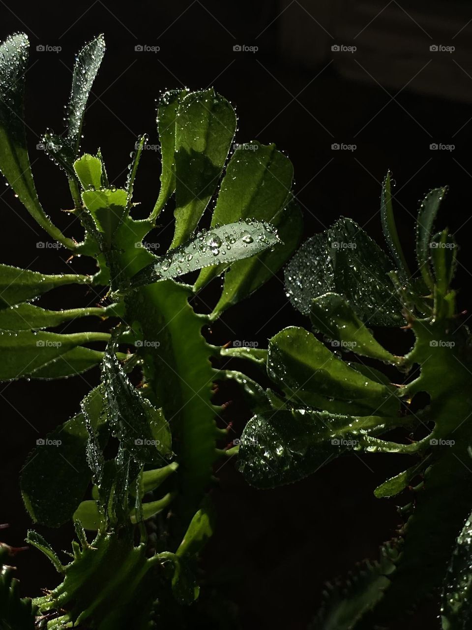 green leaves in drops of water illuminated by the sun