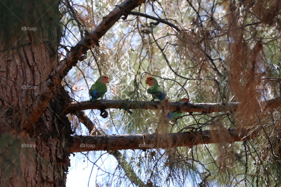 Arizona Lovebirds 