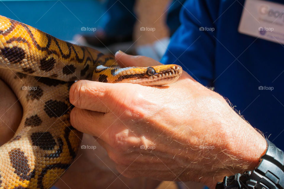 Man Holding a Rainbow Boa Constrictor Snake in His Hands 2