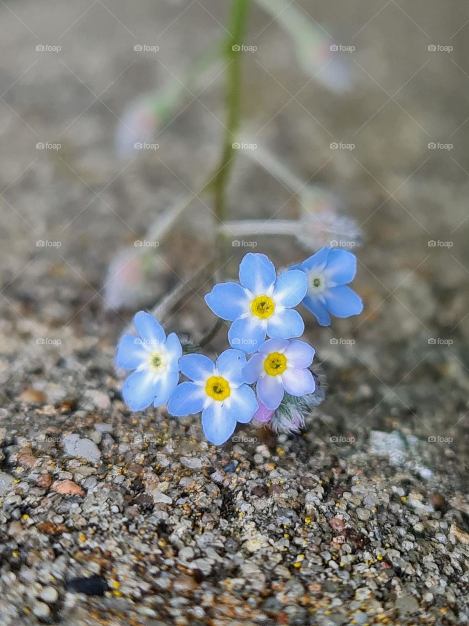 The little "Forget me not" flower