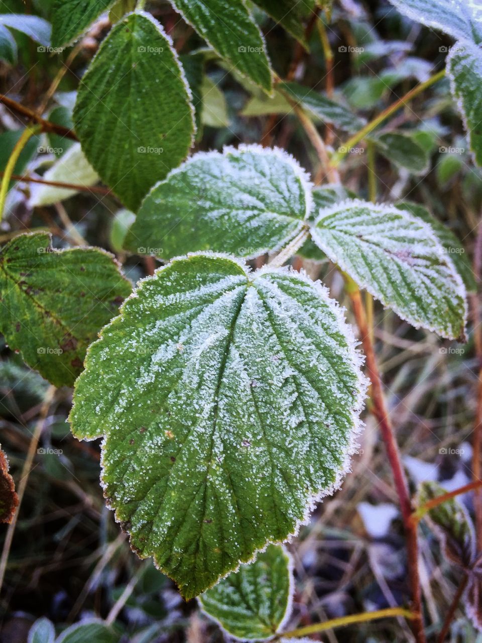 Frosty leaves