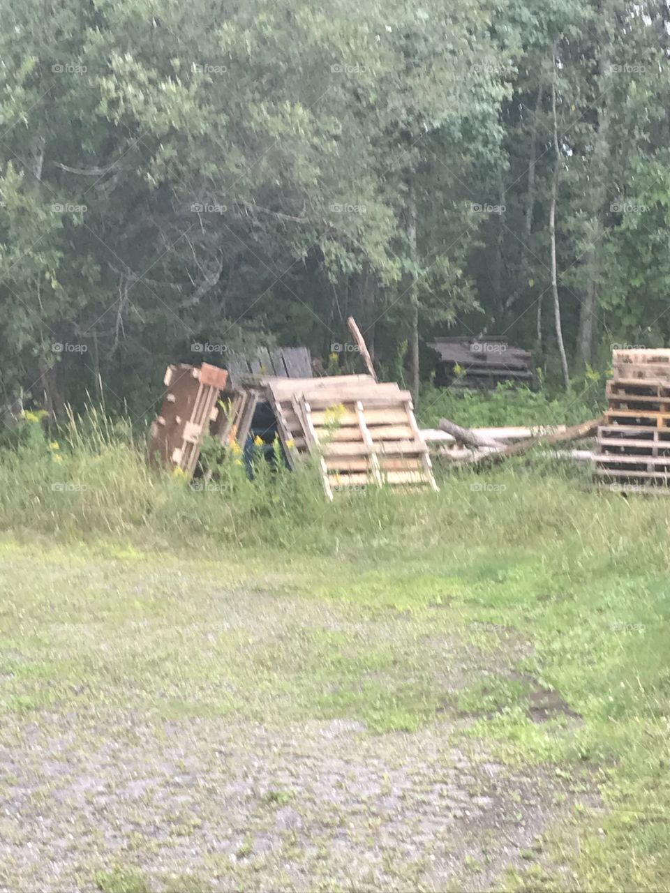 Forêt avec palette de bois