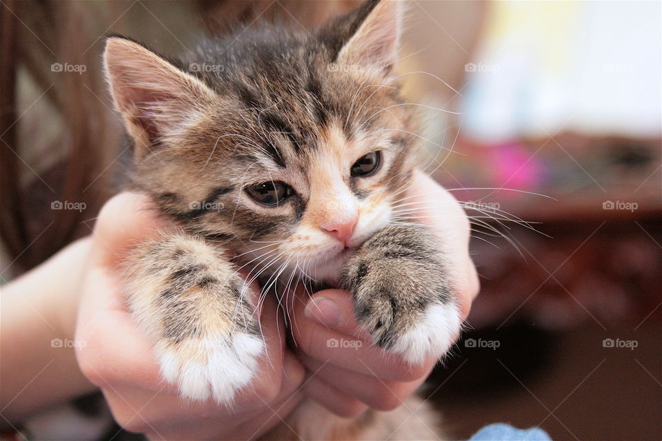 Kitty in hands