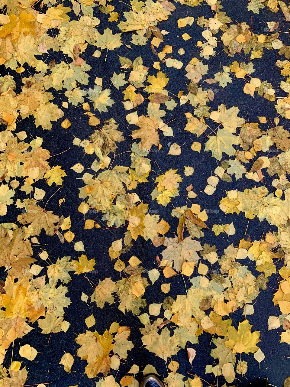 Leaf fall. Yellow maple leaves on black asphalt