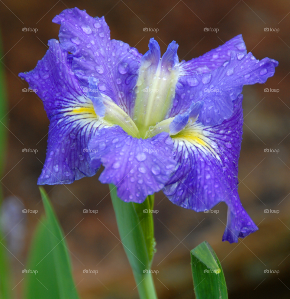 purple flower louisiana iris purple iris iris with water by lightanddrawing