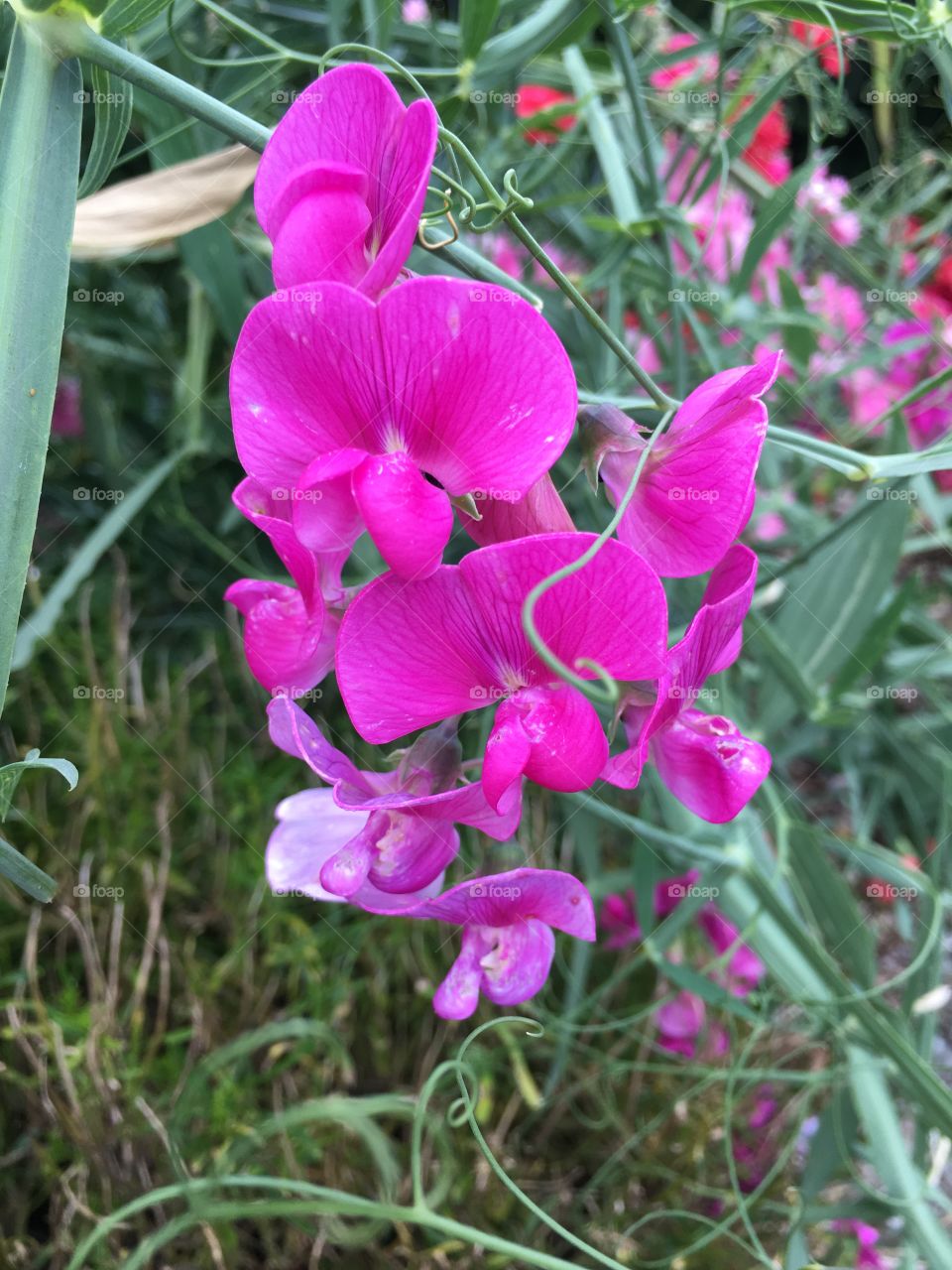 Pink orchid-like flowers