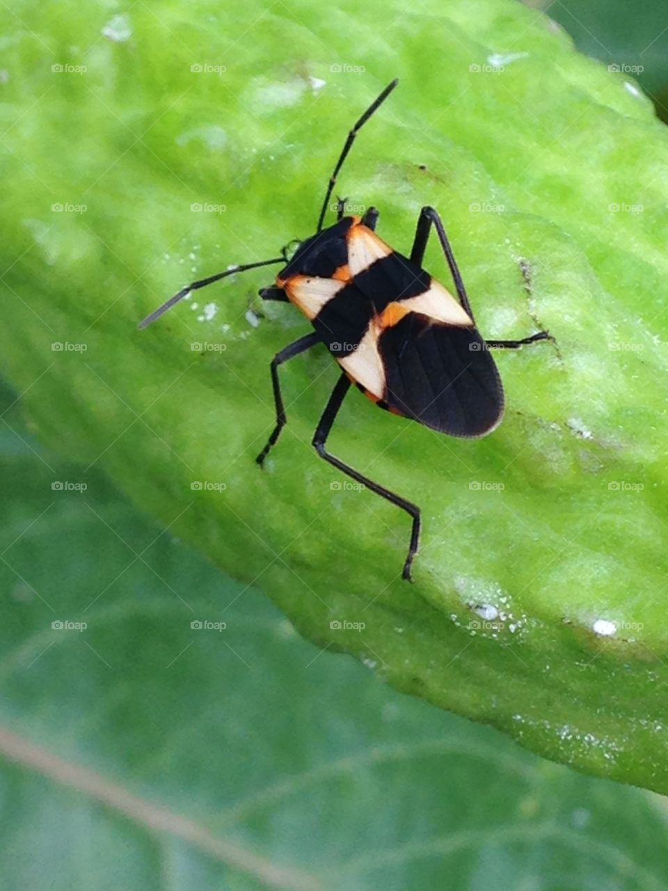 Milkweed bug. Milkweed bug on a leaf