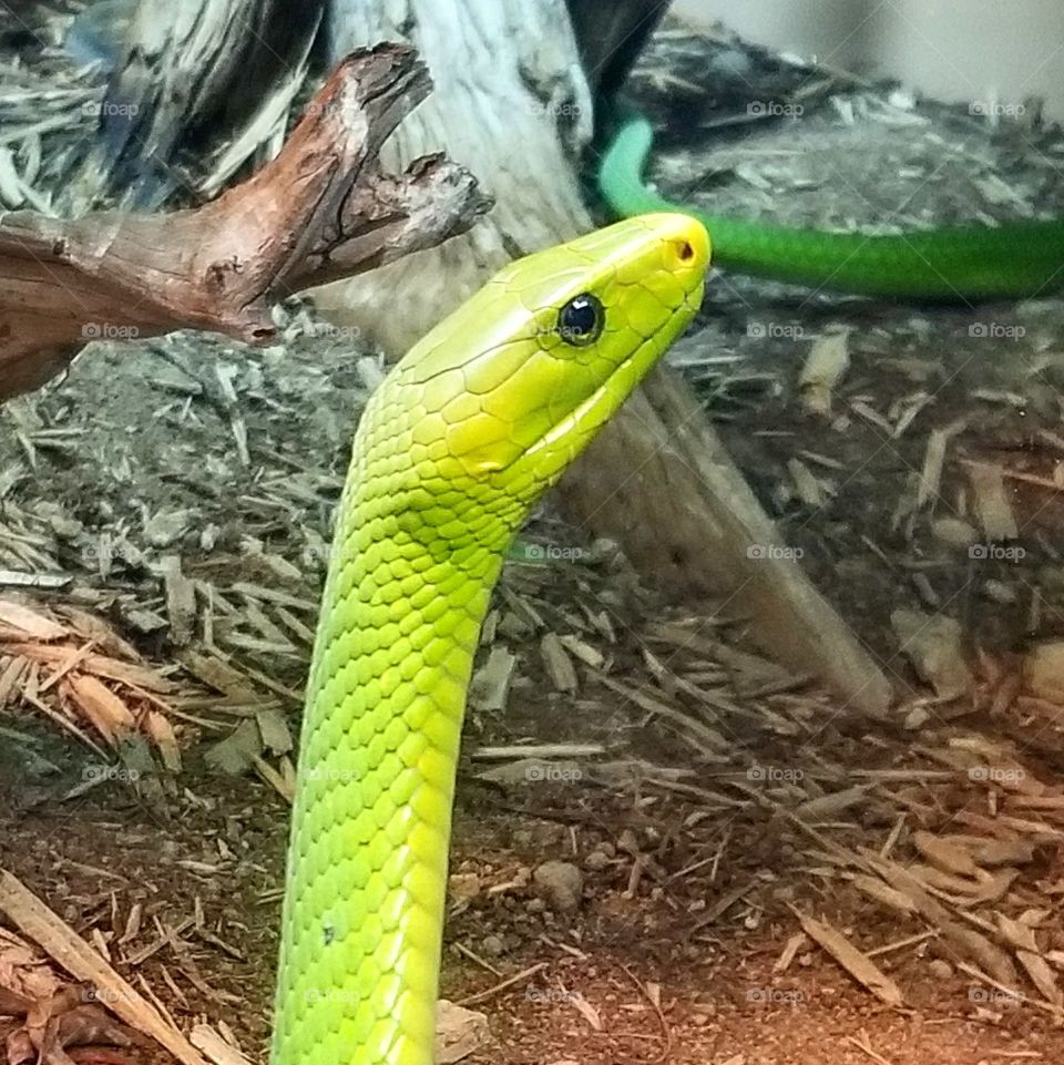 Close up of a bright green snake with small dark eyes glaring ahead ar Dallas zoo