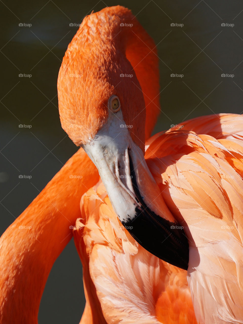 Pink Pelican preening