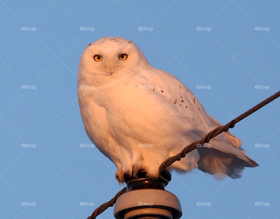 snowy owl