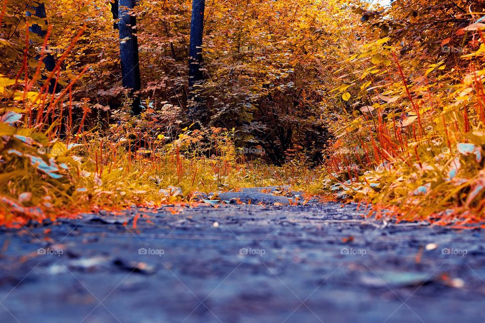 Autumn trees in forest