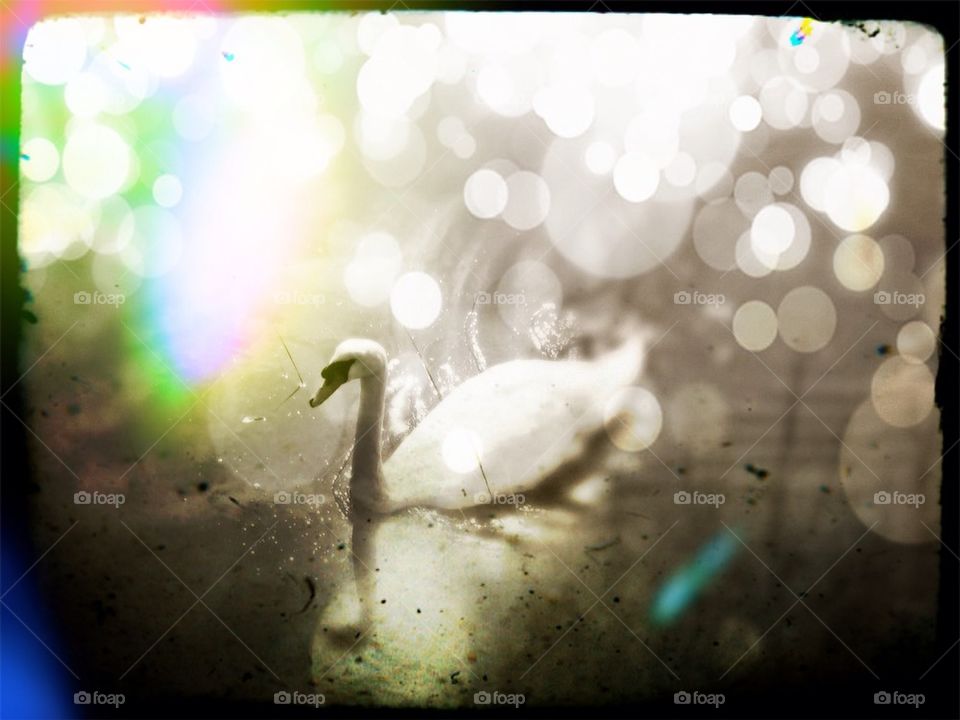 Magic Swan