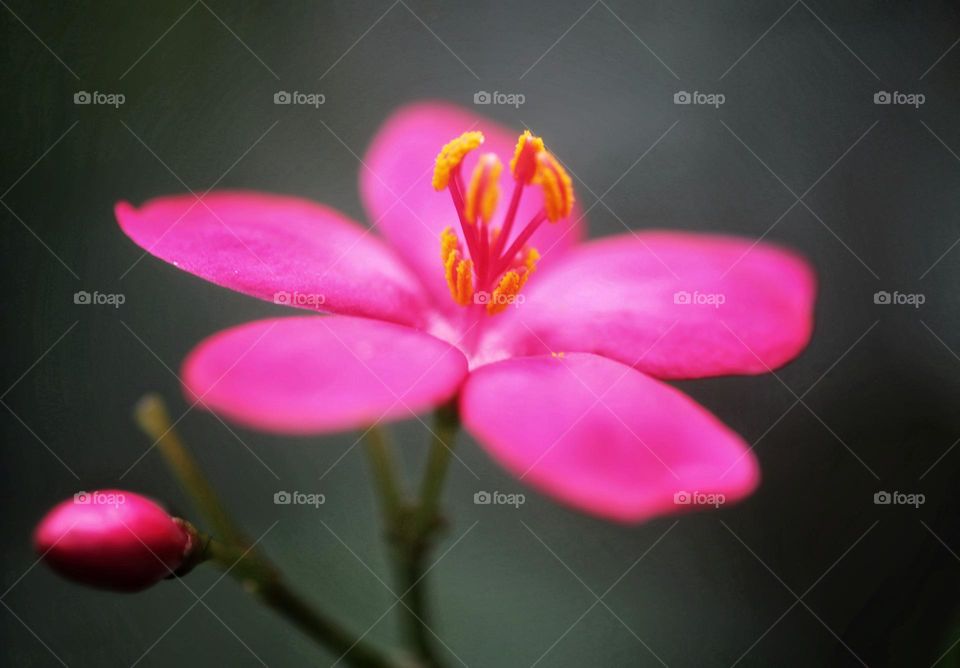 Pink flower Jatropha