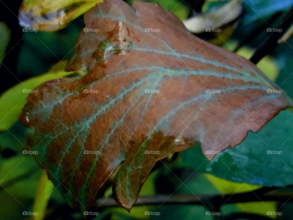 magical fall leaves