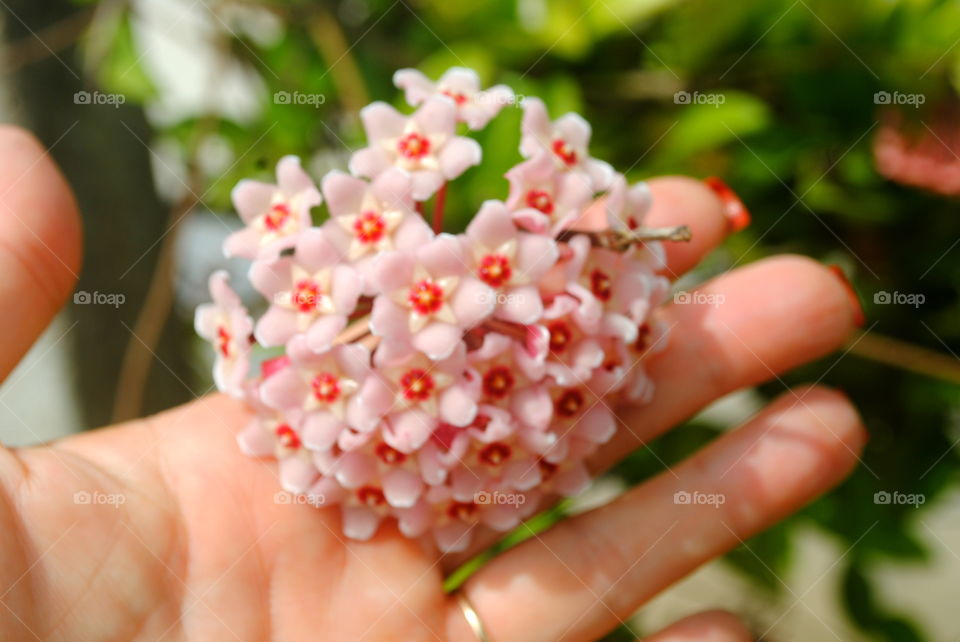 Mini flowers