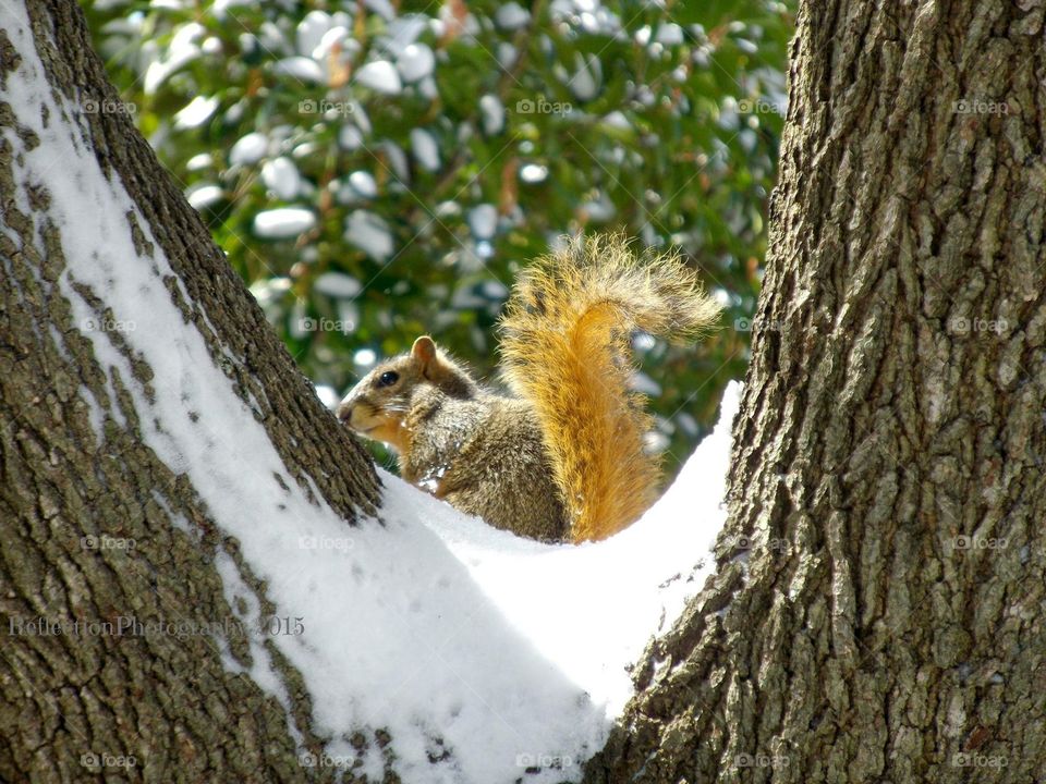 Chilling Squirrel 
