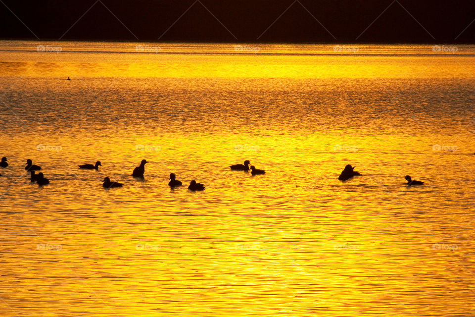 Ducks on a pond 