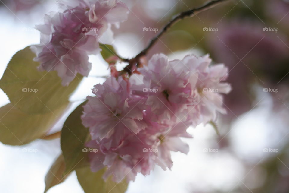 cherry blossom
