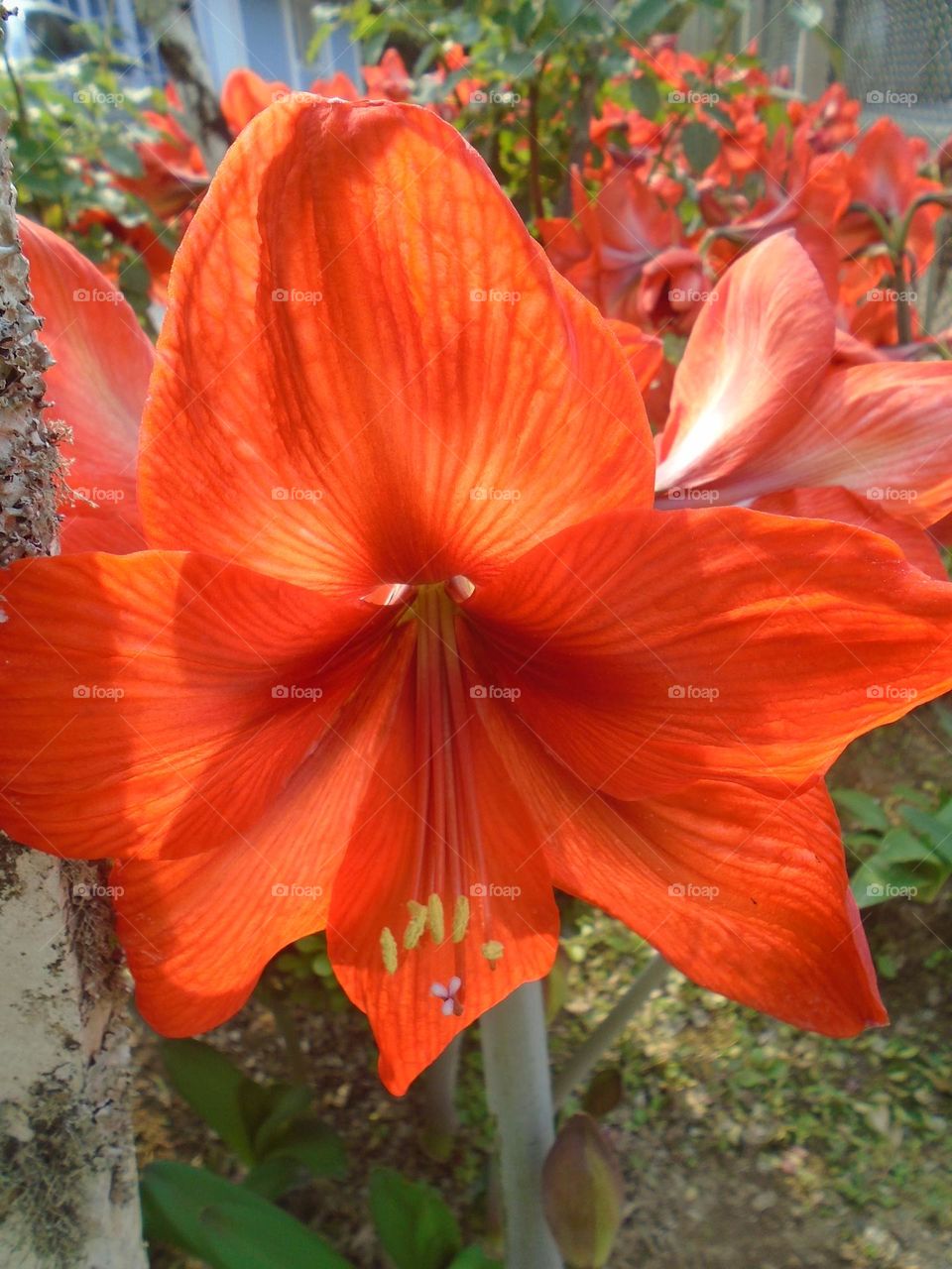 Amaryllis

Classe: Liliopsida

Divisão: Magnoliophyta

Família: Amaryllidaceae