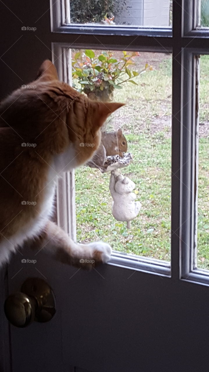 Cat wanting squirrel