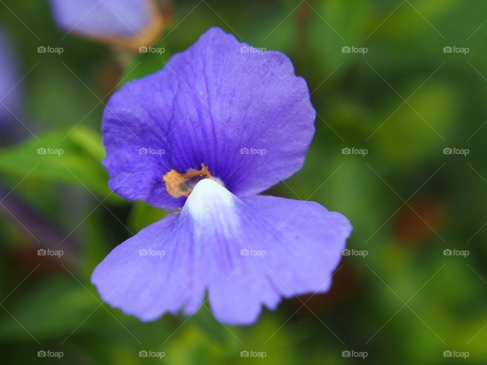 Close up of flower