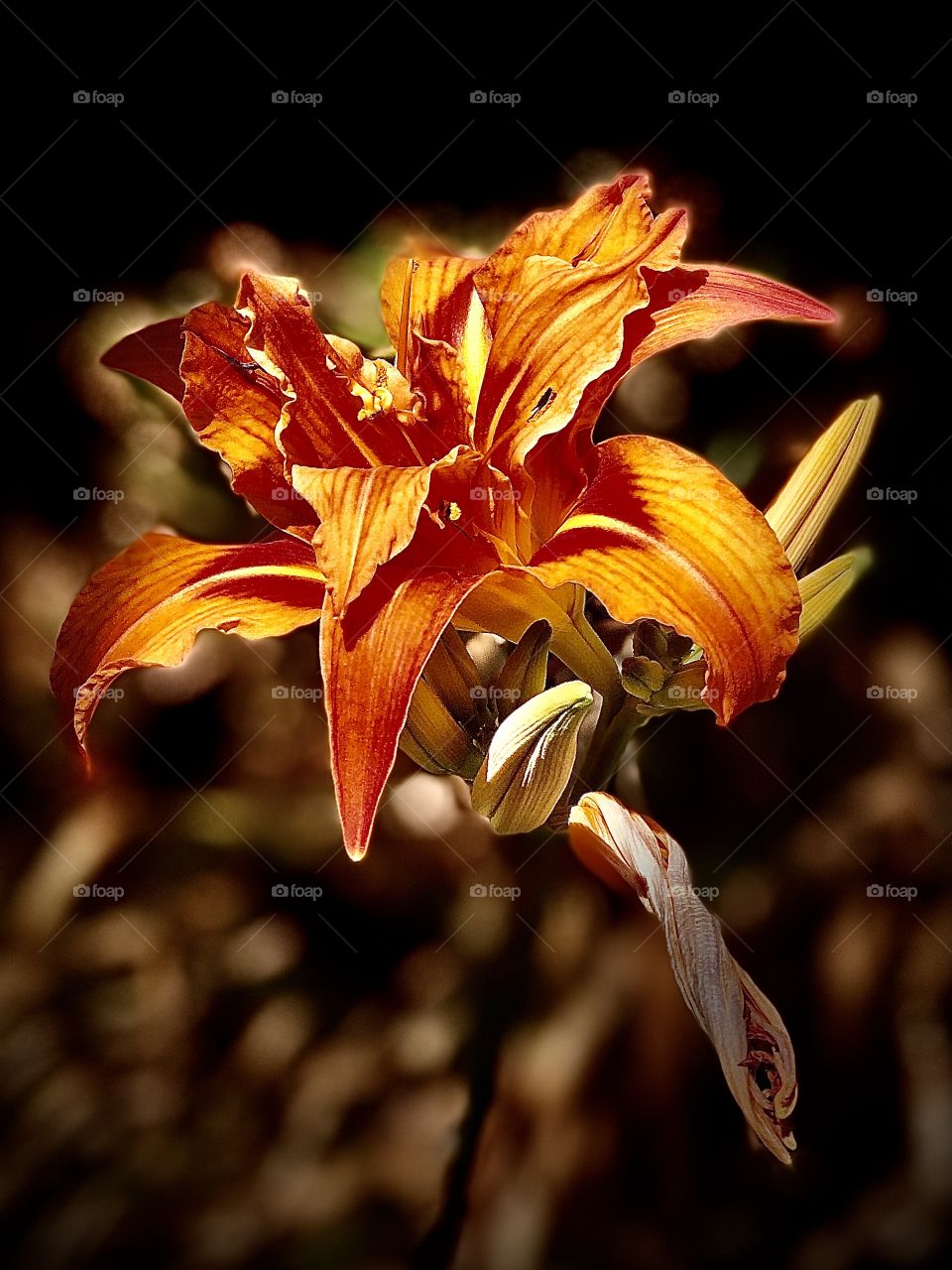 Day Lily Beautiful Flowers Close Up Summer Sunshine Evening Photography Darkness Vibrant Colourful Flowers 
