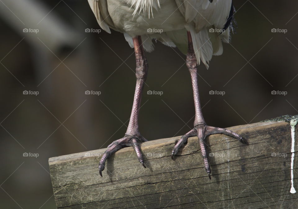 Ibis legs close up