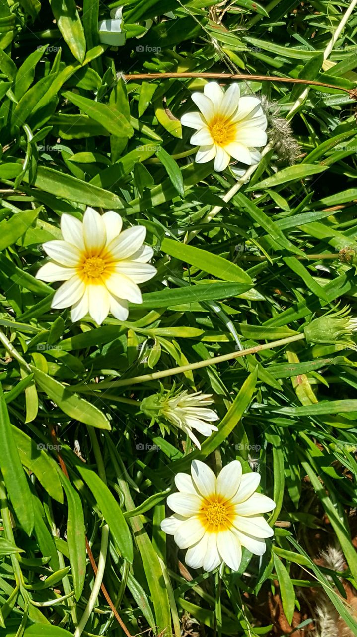 three beautiful flowers