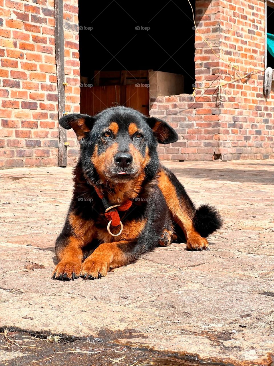 Perro peludo negro y amarillo 