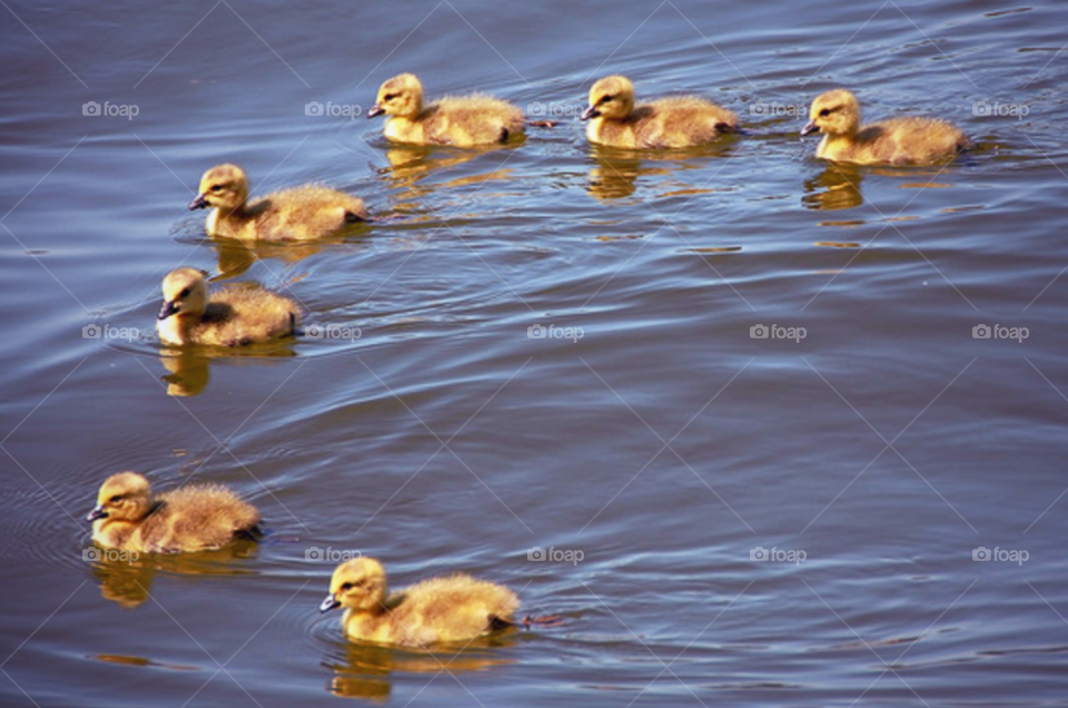 baby birds lake ducks by lightanddrawing