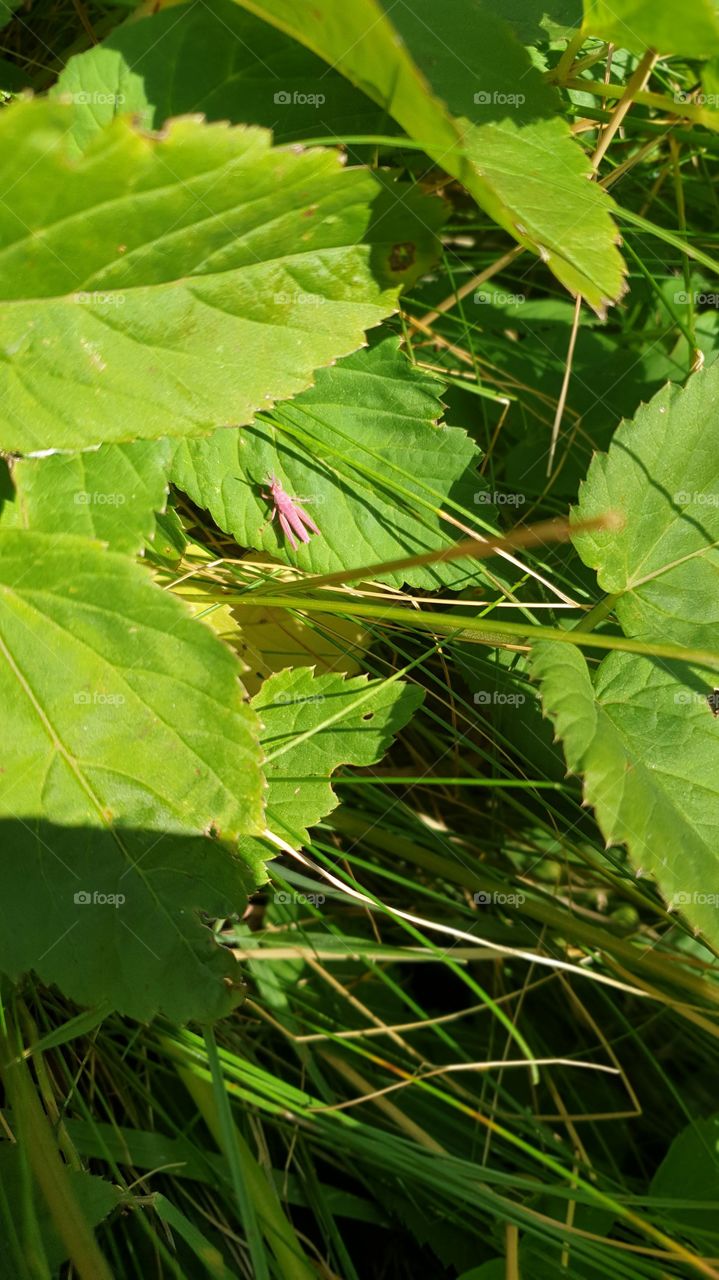 little pink cricket
